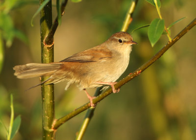 Cetti's Warbler - Cettia cetti (Cetti's Zanger)