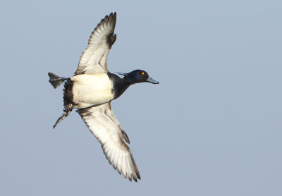 Tufted Duck - Aythya fuligula (Kuifeend)
