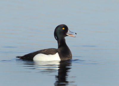 Tufted Duck - Aythya fuligula (Kuifeend)