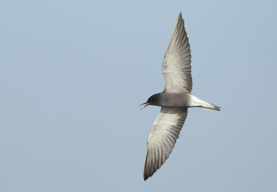 Black Tern - Chlidonias niger (Zwarte Stern)