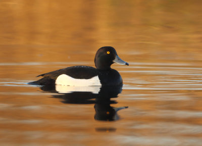 Tufted Duck - Aythya fuligula (Kuifeend)