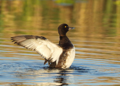 Tufted Duck - Aythya fuligula (Kuifeend)