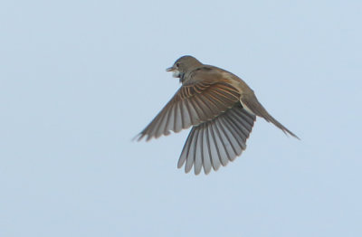 Common Whitethroat - Sylvia communis (Grasmus)