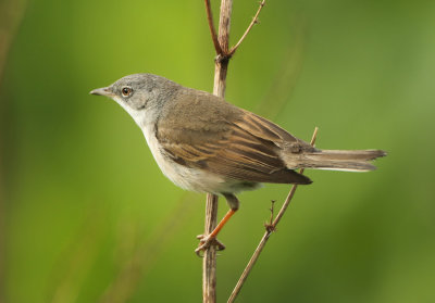 Common Whitethroat - Sylvia communis (Grasmus)