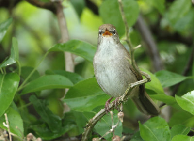 Cetti's Warbler - Cettia cetti (Cetti's Zanger)