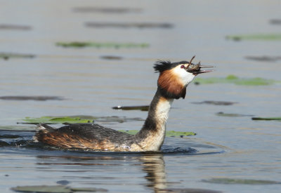Great Crested Grebe - Podiceps cristatus (Fuut)