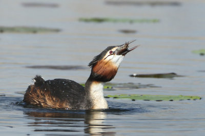 Great Crested Grebe - Podiceps cristatus (Fuut)
