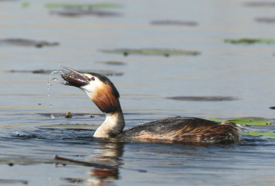 Great Crested Grebe - Podiceps cristatus (Fuut)
