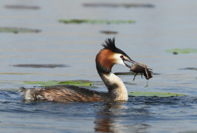 Great Crested Grebe - Podiceps cristatus (Fuut)