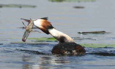 Great Crested Grebe - Podiceps cristatus (Fuut)