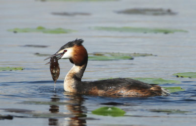 Great Crested Grebe - Podiceps cristatus (Fuut)
