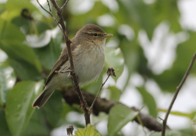 Northern Chiffchaff - Phylloscopus collybita (Tjiftjaf)