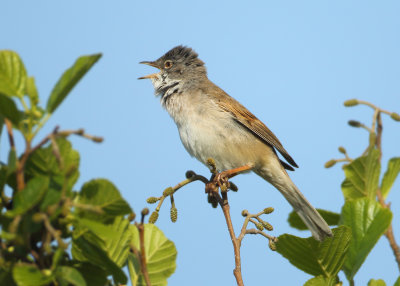 Common Whitethroat - Sylvia communis (Grasmus)