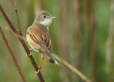 Common Whitethroat - Sylvia communis (Grasmus)