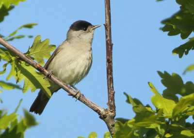 Eurasian Blackcap - Sylvia atricapilla (Zwartkop)