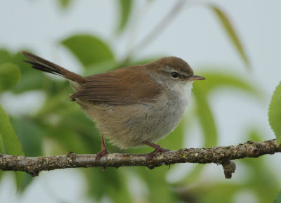 Cetti's Warbler - Cettia cetti (Cetti's Zanger)