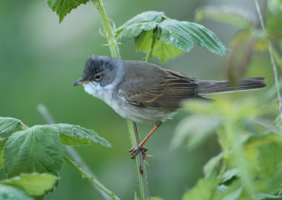 Common Whitethroat - Sylvia communis (Grasmus)