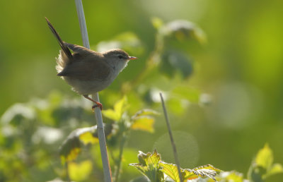 Cetti's Warbler - Cettia cetti (Cetti's Zanger)
