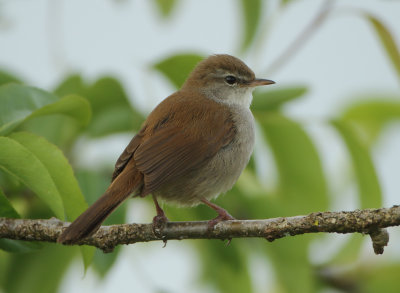 Cetti's Warbler - Cettia cetti (Cetti's Zanger)