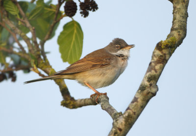 Common Whitethroat - Sylvia communis (Grasmus)