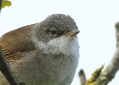 Common Whitethroat - Sylvia communis (Grasmus)