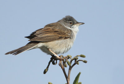 Common Whitethroat - Sylvia communis (Grasmus)