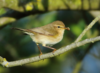 Northern Chiffchaff - Phylloscopus collybita (Tjiftjaf)