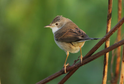 Common Whitethroat - Sylvia communis (Grasmus)