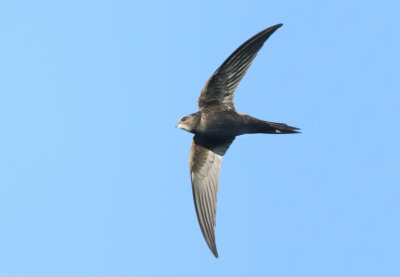 Common Swift - Apus apus (Gierzwaluw)