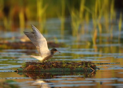 Black Tern - Chlidonias niger (Zwarte Stern)