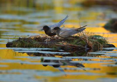 Black Tern - Chlidonias niger (Zwarte Stern)