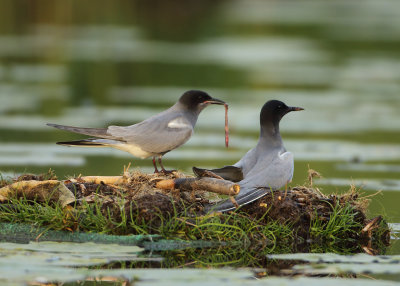 Black Tern - Chlidonias niger (Zwarte Stern)