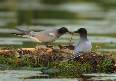 Black Tern - Chlidonias niger (Zwarte Stern)