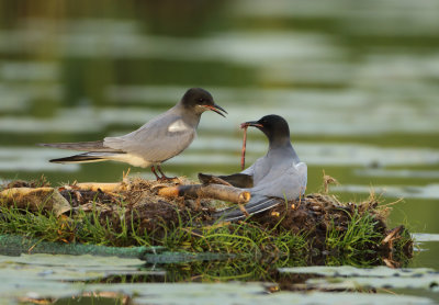 Black Tern - Chlidonias niger (Zwarte Stern)
