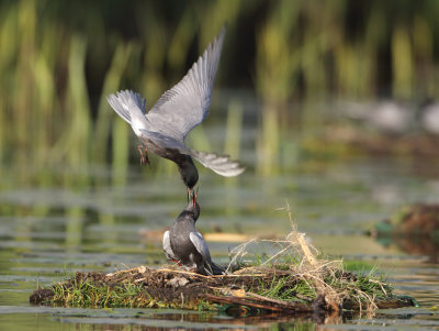 Black Tern - Chlidonias niger (Zwarte Stern)