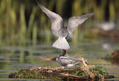 Black Tern - Chlidonias niger (Zwarte Stern)