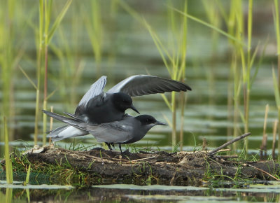 Black Tern - Chlidonias niger (Zwarte Stern)