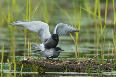 Black Tern - Chlidonias niger (Zwarte Stern)