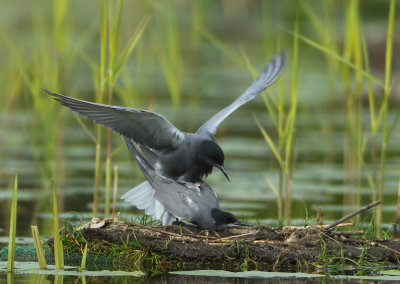 Black Tern - Chlidonias niger (Zwarte Stern)