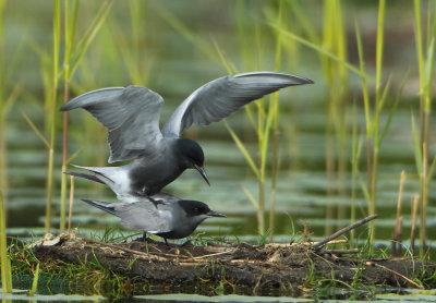 Black Tern - Chlidonias niger (Zwarte Stern)