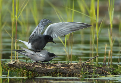 Black Tern - Chlidonias niger (Zwarte Stern)