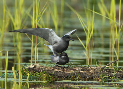 Black Tern - Chlidonias niger (Zwarte Stern)