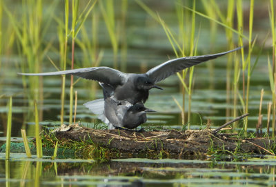 Black Tern - Chlidonias niger (Zwarte Stern)