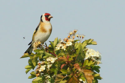 European Goldfinch - Carduelis carduelis carduelis (Putter)