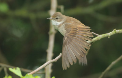 Common Whitethroat - Sylvia communis (Grasmus)