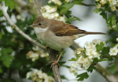 Common Whitethroat - Sylvia communis (Grasmus)