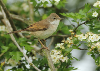 Common Whitethroat - Sylvia communis (Grasmus)