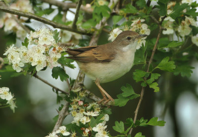 Common Whitethroat - Sylvia communis (Grasmus)