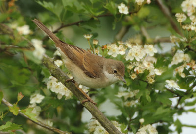 Common Whitethroat - Sylvia communis (Grasmus)