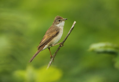 Common Whitethroat - Sylvia communis (Grasmus)